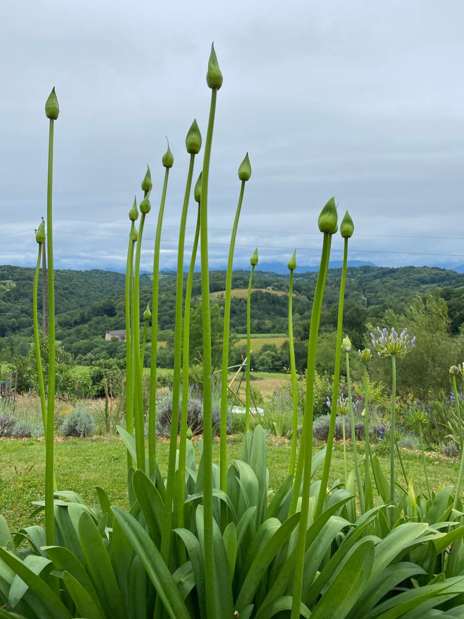 Apartamento Poulou Pyrenees Gelos Exterior foto